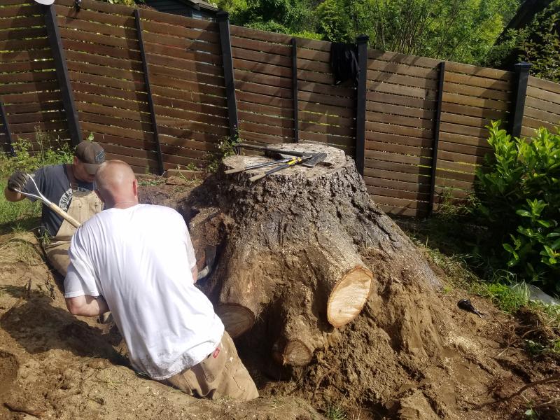 Tree & Stump Removal Work