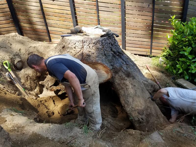 Tree & Stump Removal Work