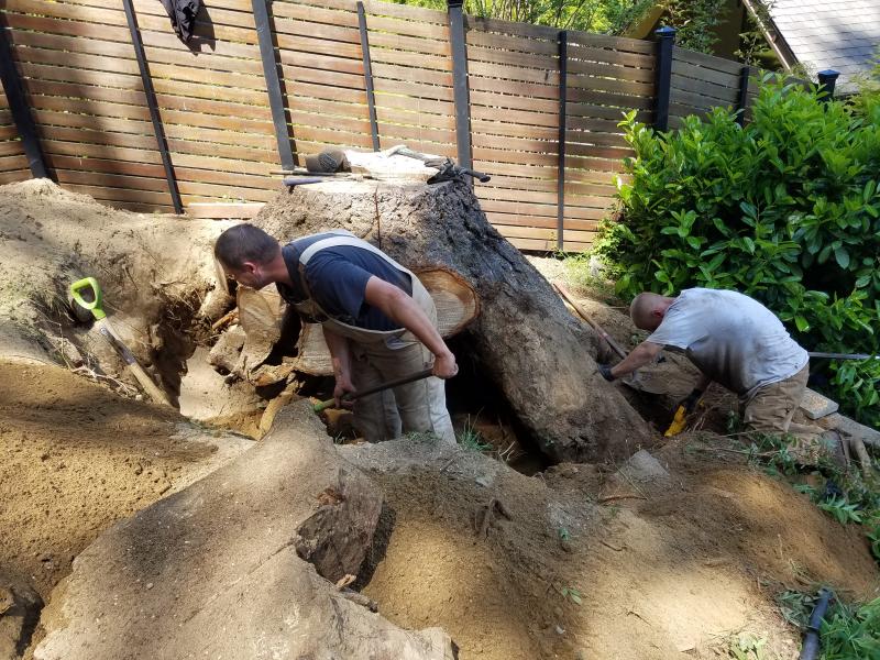 Tree & Stump Removal Work