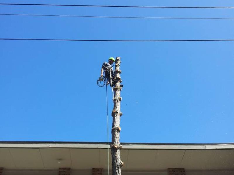 Tree Removal Work.