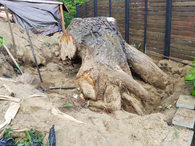 Tree & Stump Removal Work