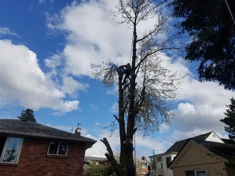 Tree & Stump Removal Services