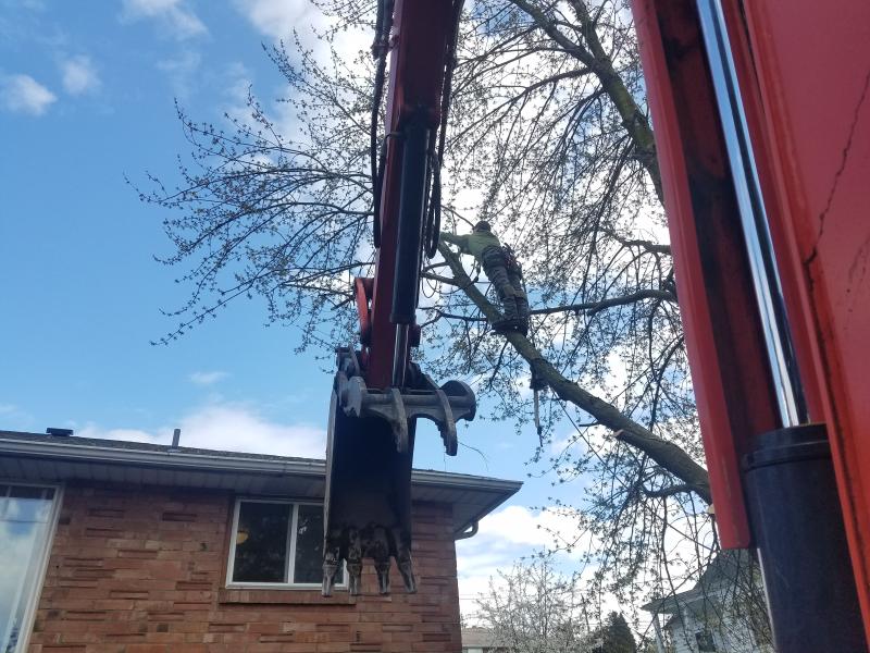 Tree & Stump Removal Services