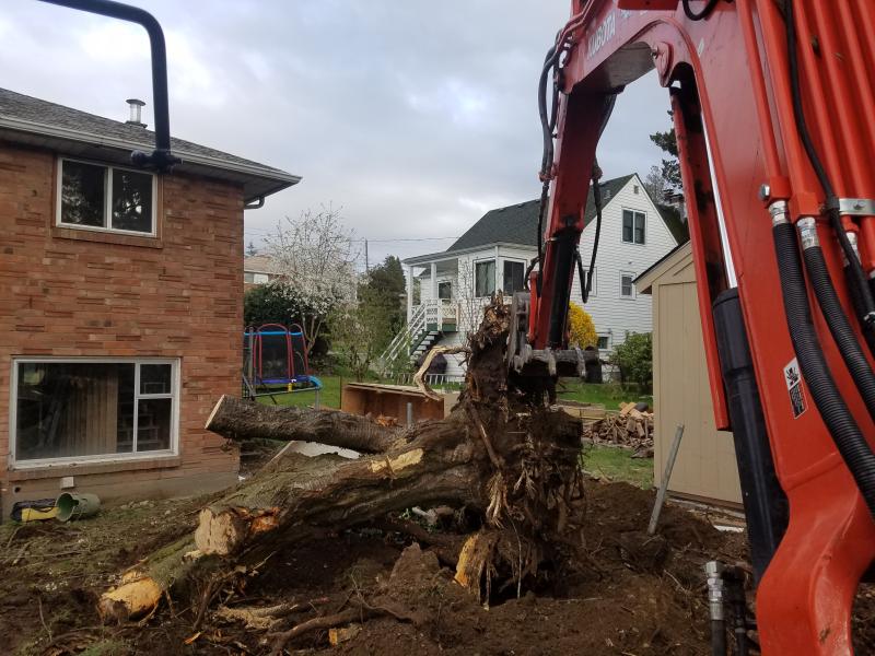 Tree & Stump Removal Services