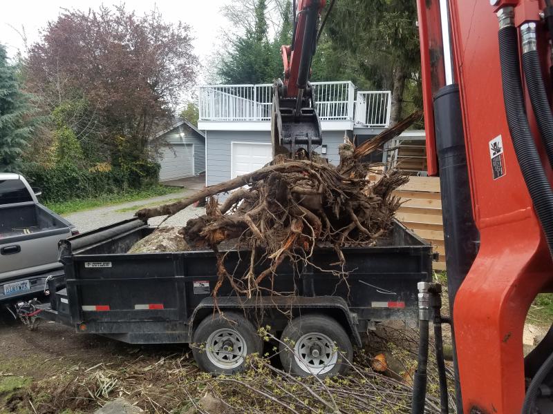 Tree & Stump Removal Services