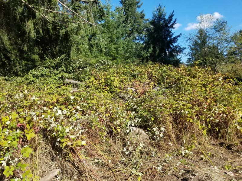 Land Clearing, Road Building